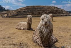02 - Sacsayhuaman - Andrea Bergamini