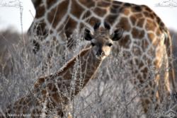 09 - Giraffino - Simona Fausti